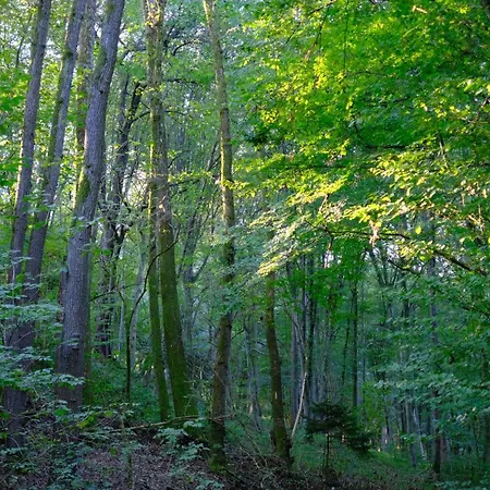 Baumhaus Buchengruen *