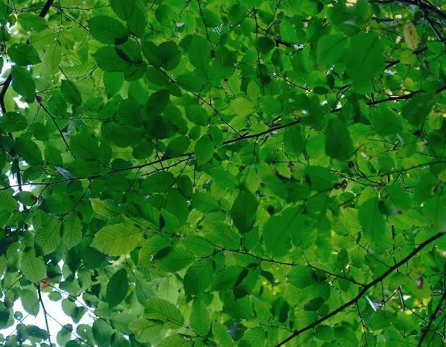 아파트 Baumhaus Buchengruen